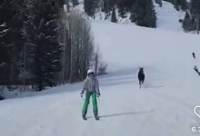 Jackson Hole: alce che insegue sciatore